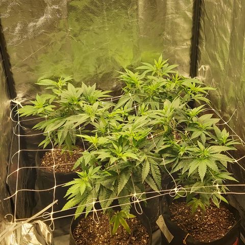Gorilla Glue Faster growlog timeline photo