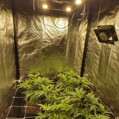 Gorilla Glue Faster growlog timeline photo