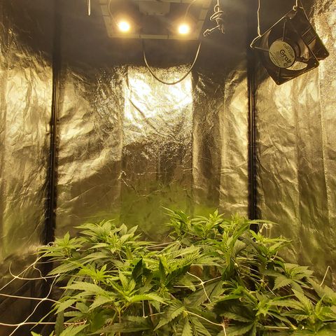 Gorilla Glue Faster growlog timeline photo