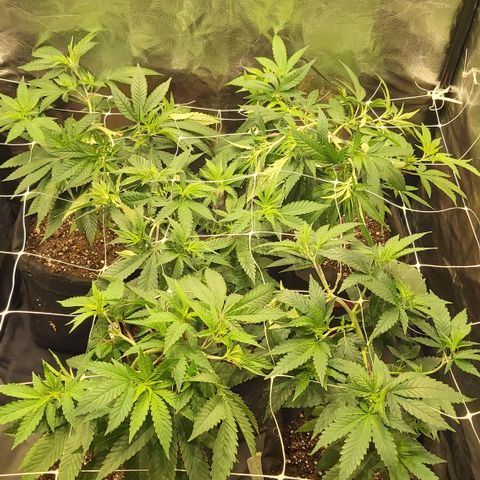 Gorilla Glue Faster growlog timeline photo