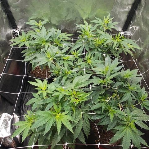 Gorilla Glue Faster growlog timeline photo