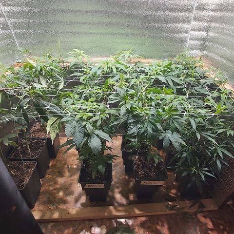 Super OG Kush (madre) growlog timeline photo