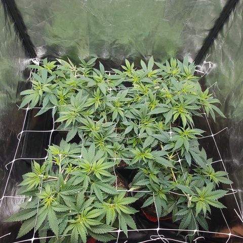 Gorilla Glue Faster growlog timeline photo