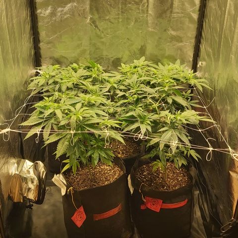 Gorilla Glue Faster growlog timeline photo