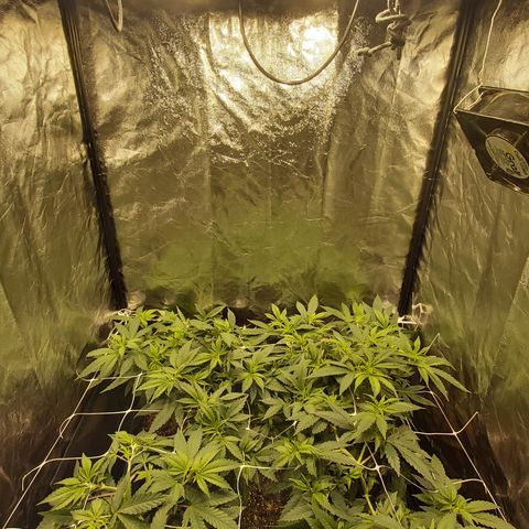 Gorilla Glue Faster growlog timeline photo