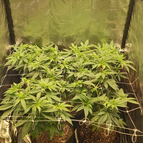 Gorilla Glue Faster growlog timeline photo
