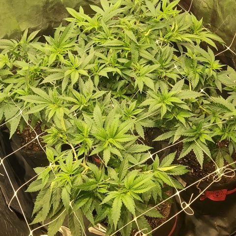 Gorilla Glue Faster growlog timeline photo