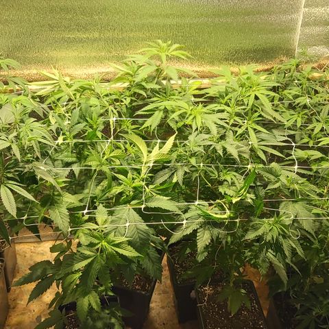 Super OG Kush (madre) growlog timeline photo