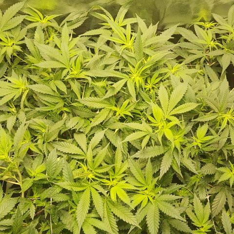 Gorilla Glue Faster growlog timeline photo