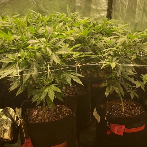 Gorilla Glue Faster growlog timeline photo