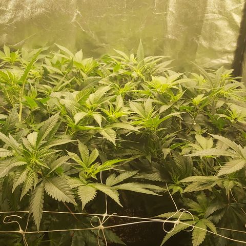 Gorilla Glue Faster growlog timeline photo