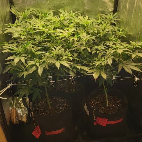 Gorilla Glue Faster growlog timeline photo