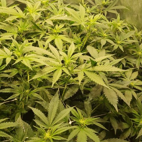 Gorilla Glue Faster growlog timeline photo