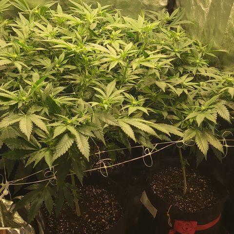 Gorilla Glue Faster growlog timeline photo