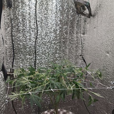 Super OG Kush (madre) growlog timeline photo