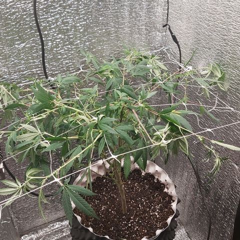 Super OG Kush (madre) growlog timeline photo