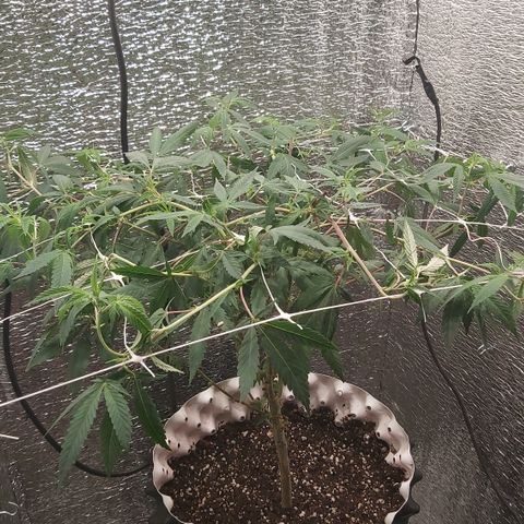 Super OG Kush (madre) growlog timeline photo