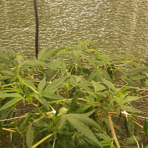 Super OG Kush (madre) growlog timeline photo