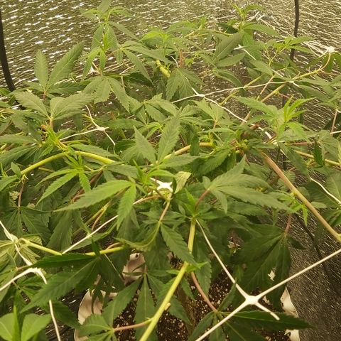 Super OG Kush (madre) growlog timeline photo