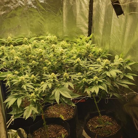 Gorilla Glue Faster growlog timeline photo