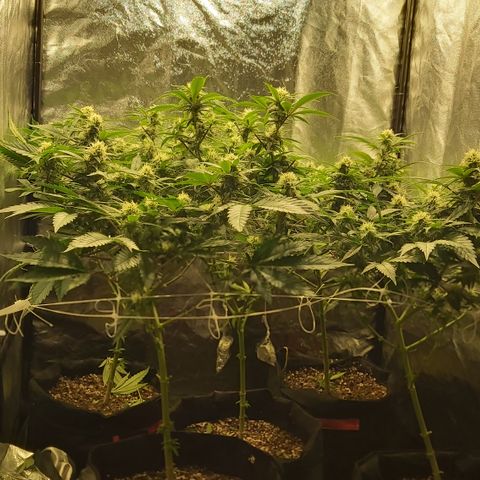 Gorilla Glue Faster growlog timeline photo