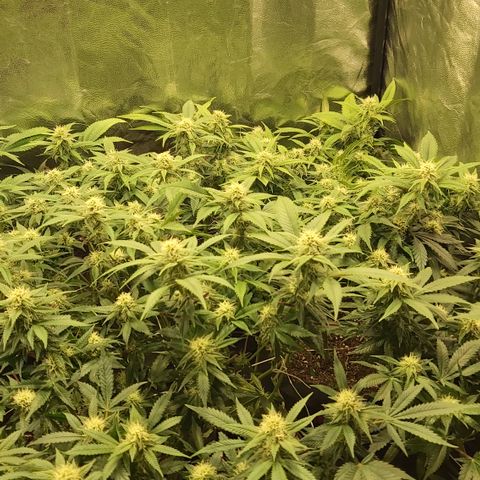 Gorilla Glue Faster growlog timeline photo