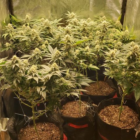 Gorilla Glue Faster growlog timeline photo