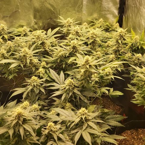 Gorilla Glue Faster growlog timeline photo