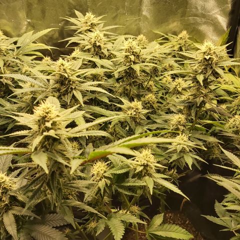 Gorilla Glue Faster growlog timeline photo