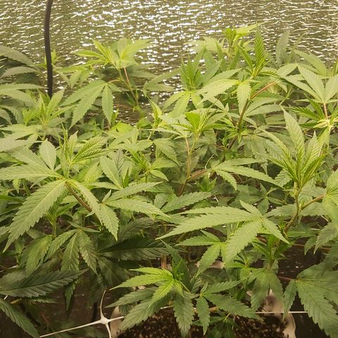 Super OG Kush (madre) growlog timeline photo