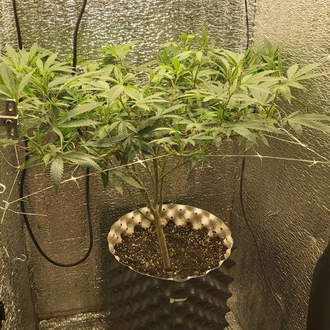 Super OG Kush (madre) growlog timeline photo