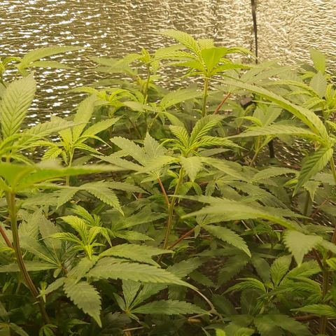 Super OG Kush (madre) growlog timeline photo