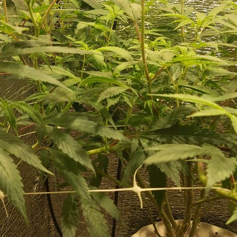 Super OG Kush (madre) growlog timeline photo