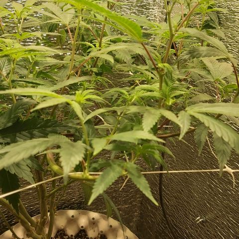 Super OG Kush (madre) growlog timeline photo