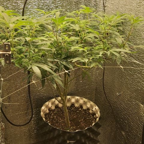 Super OG Kush (madre) growlog timeline photo