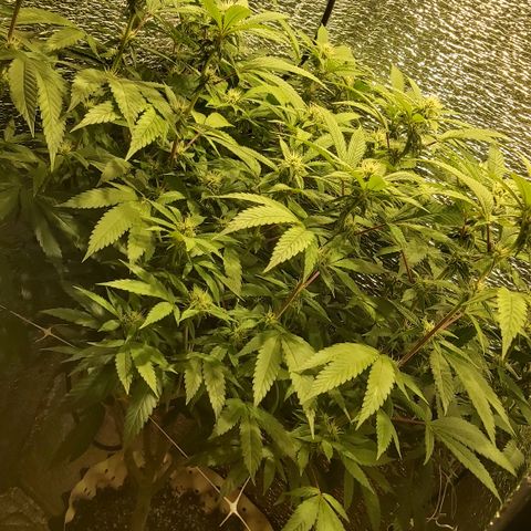 Super OG Kush (madre) growlog timeline photo
