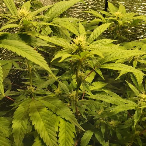 Super OG Kush (madre) growlog timeline photo