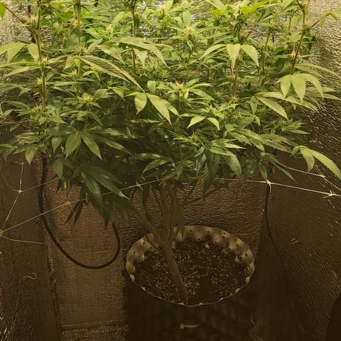 Super OG Kush (madre) growlog timeline photo