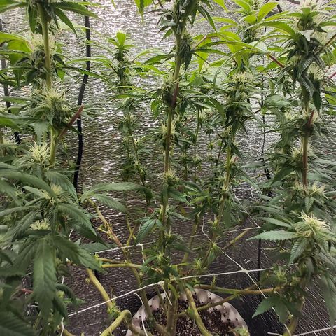Super OG Kush (madre) growlog timeline photo