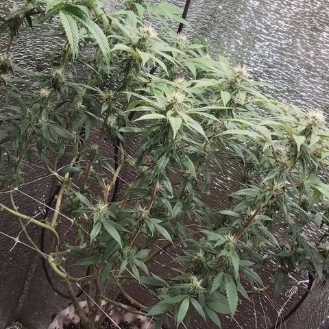 Super OG Kush (madre) growlog timeline photo