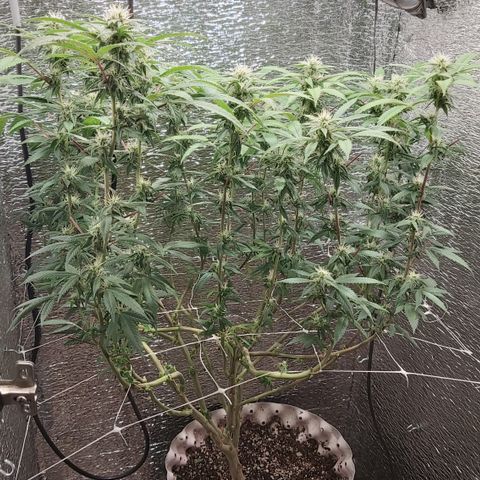 Super OG Kush (madre) growlog timeline photo