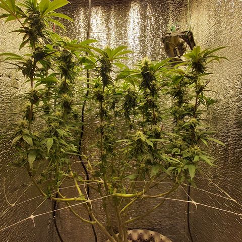 Super OG Kush (madre) growlog timeline photo