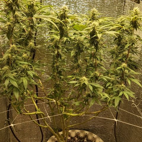Super OG Kush (madre) growlog timeline photo