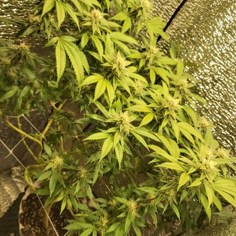 Super OG Kush (madre) growlog timeline photo