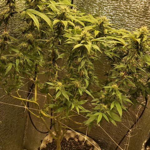 Super OG Kush (madre) growlog timeline photo