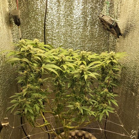 Super OG Kush (madre) growlog timeline photo