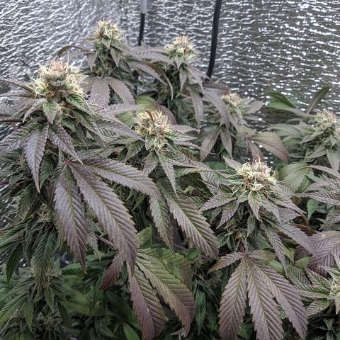 Super OG Kush (madre) growlog timeline photo