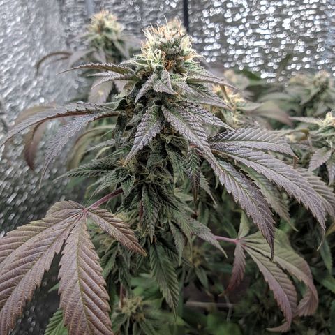 Super OG Kush (madre) growlog timeline photo