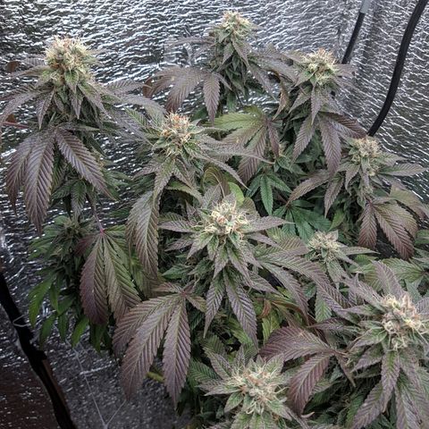 Super OG Kush (madre) growlog timeline photo