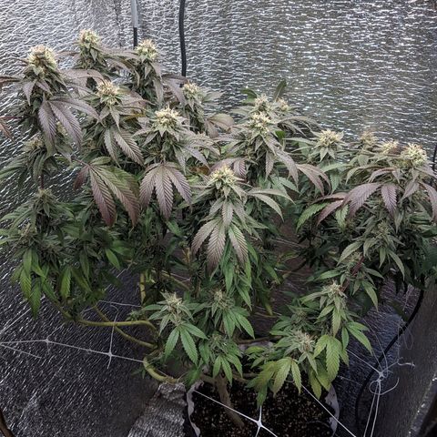 Super OG Kush (madre) growlog timeline photo